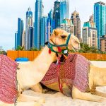 How much will two resident visas UAE cost in 2020? — 12,500 dollars!
